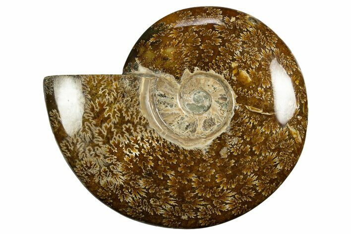 Polished, Agatized Ammonite (Cleoniceras) - Madagascar #327687